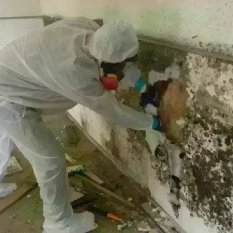 Mold Remediation and Removal in Victoria County, TX